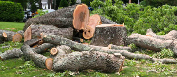 Best Tree Maintenance Programs  in West Richland, WA